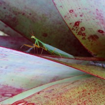 5 cm long insect in a bromeliad